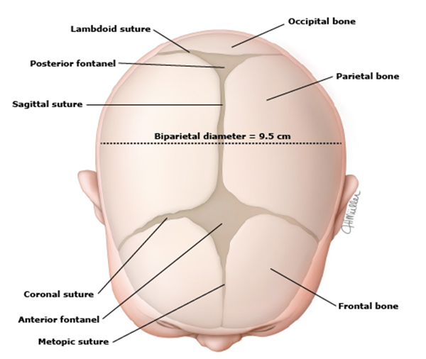 Top view of a diagram of a baby's head with view of the skull. For details check the figure caption.. 