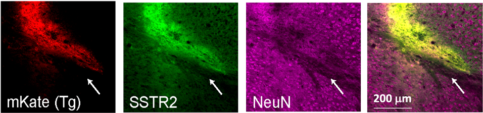 Dr. Albritton research image 1