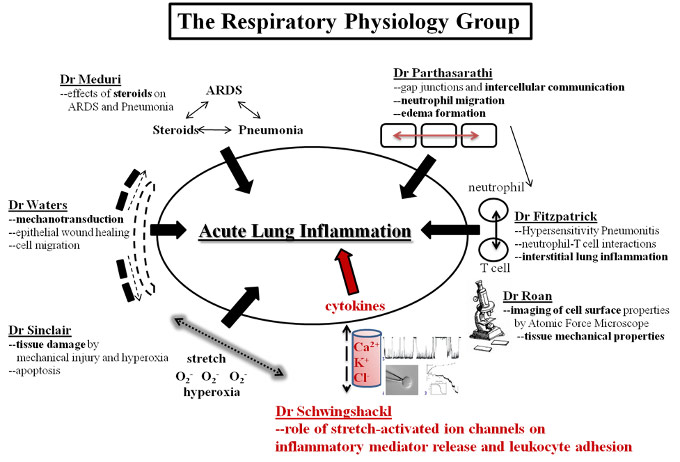 Diagram explaining all the functions of each member of the group