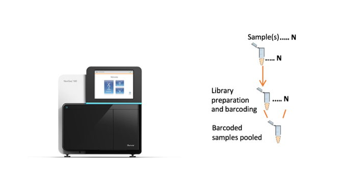 Illumina NextSeq500